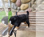 Small Photo #3 Bernese Mountain Dog Puppy For Sale in GREENWOOD, WI, USA