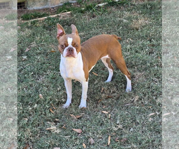 Medium Photo #2 Boston Terrier Puppy For Sale in Social Circle, GA, USA