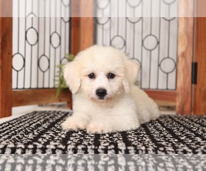 Poochon Puppy for sale in NAPLES, FL, USA