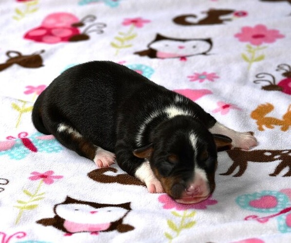 Medium Photo #10 Rat Terrier Puppy For Sale in PETERSBURG, PA, USA