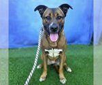 *GIBSON - Male Akita-German Shepherd Dog Mix Dog for Adoption - Small photo