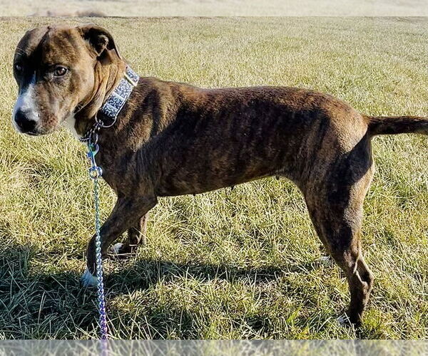 Medium Photo #7 Shollie Puppy For Sale in Bolivar, MO, USA