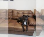 Small Bullboxer Pit