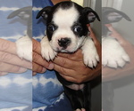 Puppy Juliette Boston Terrier
