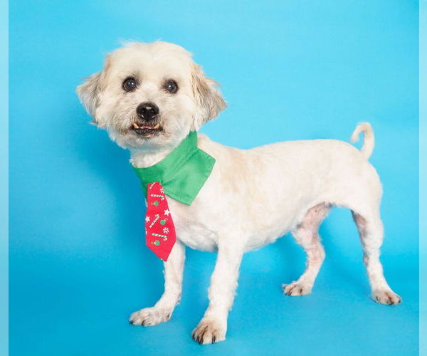 Medium Photo #3 Shih Apso Puppy For Sale in phoenix, AZ, USA