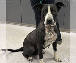 Labrador Retriever-Unknown Mix Dogs for adoption in Washington, DC, USA