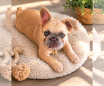 Image preview for Ad Listing. Nickname: Litter of 6