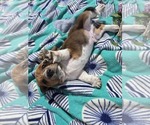 Puppy Marshmallow Basset Hound