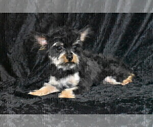 Father of the Yorkshire Terrier puppies born on 02/01/2024