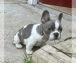 Small #5 French Bulldog