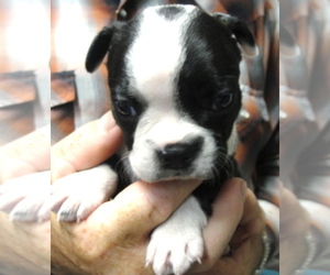 Boston Terrier Puppy for sale in CRKD RVR RNCH, OR, USA