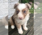 Small Photo #21 Australian Shepherd Puppy For Sale in ARBA, IN, USA