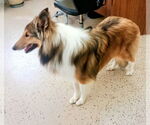 Small #3 Collie