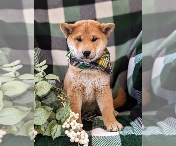 Medium Photo #2 Shiba Inu Puppy For Sale in OXFORD, PA, USA