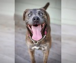 Small #2 American Pit Bull Terrier-American Staffordshire Terrier Mix