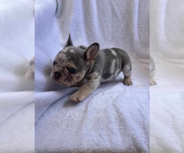 Medium Photo #3 French Bulldog Puppy For Sale in NORTH MYRTLE BEACH, SC, USA