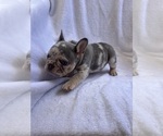 Small Photo #8 French Bulldog Puppy For Sale in NORTH MYRTLE BEACH, SC, USA