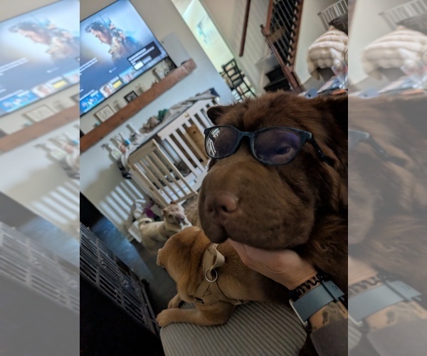 Medium Photo #1 Chinese Shar-Pei Puppy For Sale in MOUNT ULLA, NC, USA