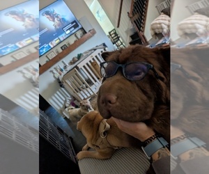 Father of the Chinese Shar-Pei puppies born on 07/09/2026