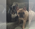 Small Photo #1 French Bulldog Puppy For Sale in MADISON, OH, USA
