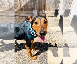 Doberman Pinscher-Unknown Mix Dogs for adoption in Houston, TX, USA