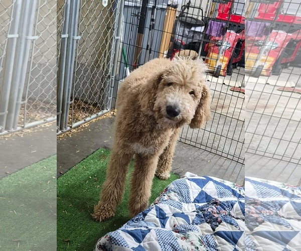 Medium Photo #5 Poodle (Standard)-Unknown Mix Puppy For Sale in Westwood, NJ, USA