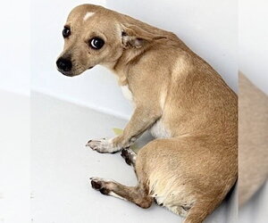 Chihuahua Dogs for adoption in Houston, TX, USA