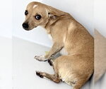Small Chihuahua