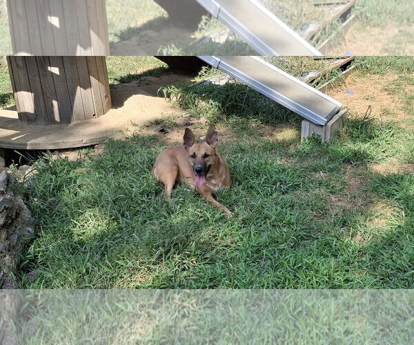 Medium Photo #24 German Shepherd Dog-Saluki Mix Puppy For Sale in Sebec, ME, USA