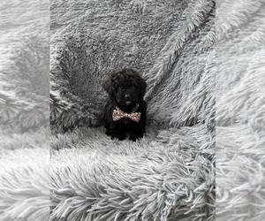 Poodle (Toy) Puppy for sale in JEFFERSONVILLE, IN, USA