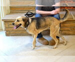 Small #3 German Shepherd Dog Mix