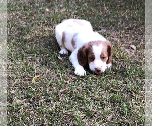 Brittany Puppy for sale in TALLASSEE, AL, USA