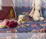 Small Photo #5 Maltese Puppy For Sale in ALTAMONTE SPRINGS, FL, USA