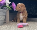 Puppy 4 Goldendoodle (Miniature)