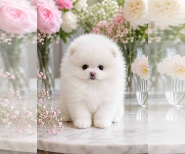 Medium Photo #1 Pomeranian Puppy For Sale in SUN VALLEY, CA, USA