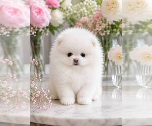 Pomeranian Puppy for sale in SUN VALLEY, CA, USA