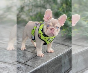 French Bulldog Puppy for sale in NEW BRITAIN, CT, USA