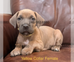 Small #2 Cane Corso