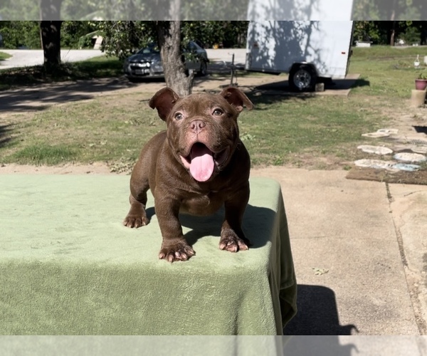 Medium Photo #3 American Bully Puppy For Sale in TYLER, TX, USA