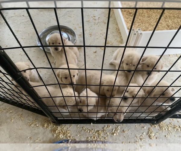 Medium Photo #8 Golden Retriever Puppy For Sale in AUMSVILLE, OR, USA
