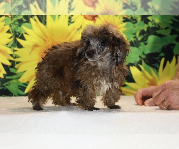 Medium Photo #2 Poodle (Toy) Puppy For Sale in DYERSBURG, TN, USA