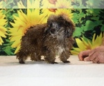 Spirit - Male Poodle (Toy) Puppy for Sale - Photo #2