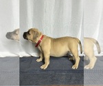 Small Photo #26 American Bully Puppy For Sale in PLAINFIELD, CT, USA