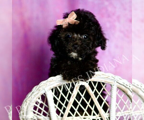 Medium Photo #120 Poodle (Miniature) Puppy For Sale in WARSAW, IN, USA