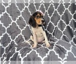Small #9 Black Mouth Cur-Treeing Walker Coonhound Mix