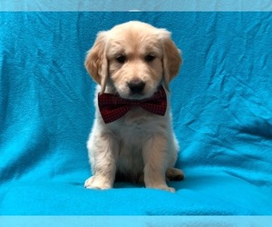 Golden Retriever Puppy for sale in LAKELAND, FL, USA