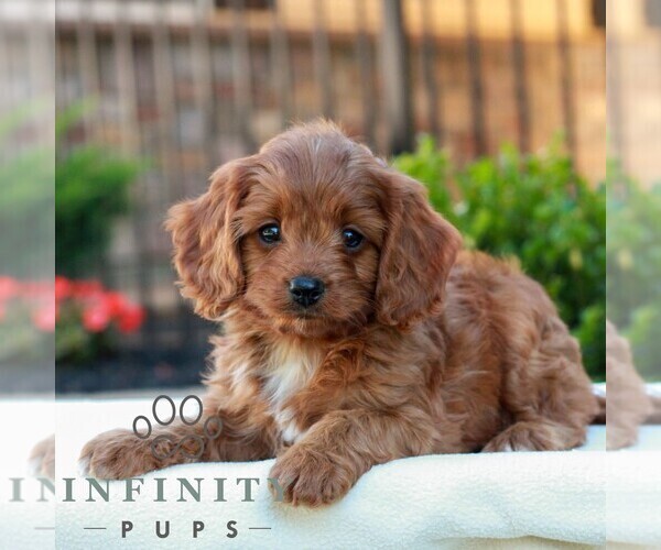 Medium Photo #4 Cavapoo (Miniature) Puppy For Sale in LITITZ, PA, USA