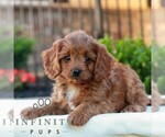 Small #3 Cavapoo (Miniature)