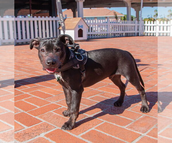 Medium Photo #2 American Pit Bull Terrier-Unknown Mix Puppy For Sale in San Jose, CA, USA
