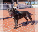 Small #1 American Pit Bull Terrier Mix